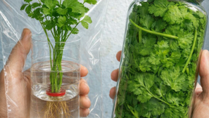 El método casero para conservar cilantro durante meses sin desperdiciarlo