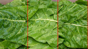 Así puede durar muchos días más la lechuga en casa sin perder frescura (método simple que funciona)