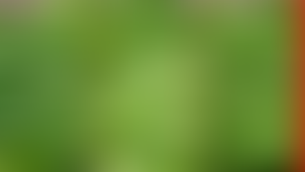 Así puede durar muchos días más la lechuga en casa sin perder frescura (método simple que funciona)