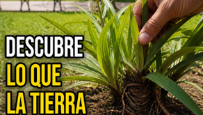 Las plantas que revelan lo que hay bajo tus pies: el lenguaje silencioso del oro