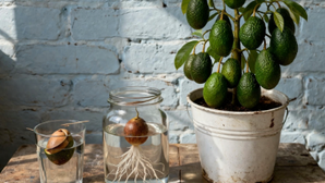 Los expertos en horticultura lo tienen claro: Así se trabaja la semilla de palta de verdad