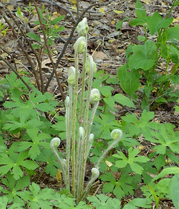 DSCN7111_edited_edited.jpg