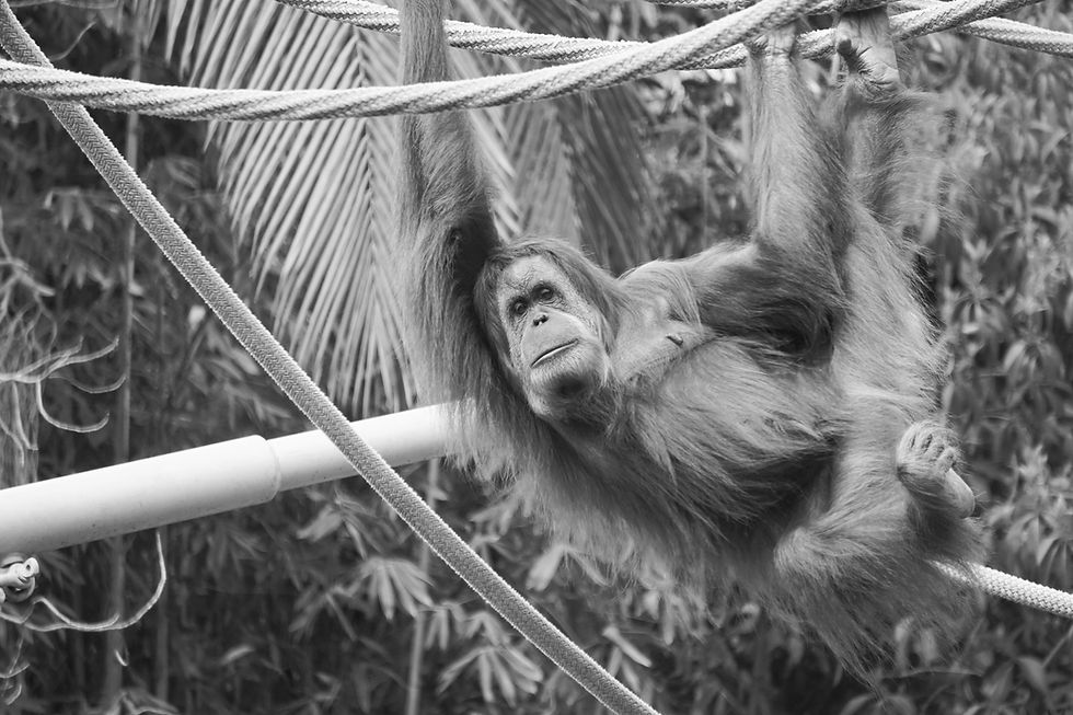(Cth) Extend Restrictions for Scientific Use to all Non-Human Primates