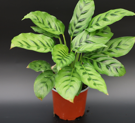 Calathea Leopardina_edited.png