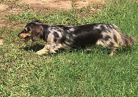 Our Girls Thedachshunddomain