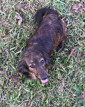 Our Girls Thedachshunddomain