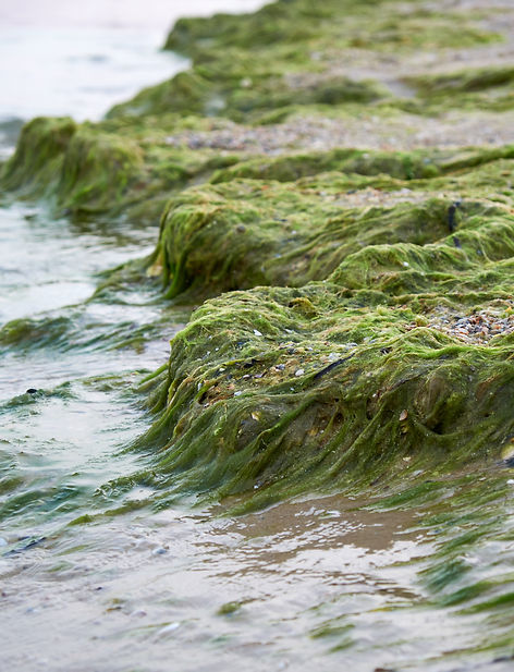 sandy-seashore-with-green-algae-after-a-storm-2022-07-08-05-49-39-utc.jpg