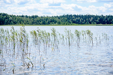 overcast-day-by-the-lake-with-water-grass-and-blur-2026-01-09-15-05-43-utc.jpg