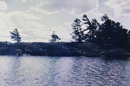 Windswept pines and lake in Georgian Bay, Ontario, Canada