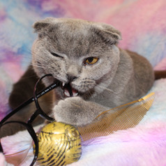 MISS HUFFLEPUFF