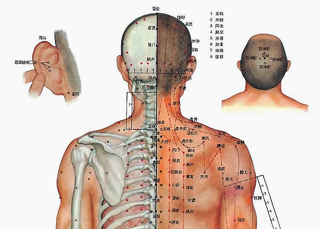3B Scientific - Blocco Note Meridiani Agopuntura, 50 Fogli Francese - Foto 12