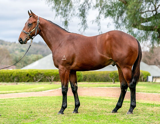 Nicconi colt 1.jpg