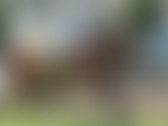 Darby Racing Strikes Again With Bargain Priced All American Juvenile