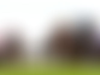 SETSUNA oh so close in the Gimcrack Stakes