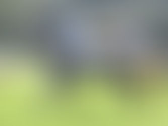 Harmony Rose set to bloom again this autumn