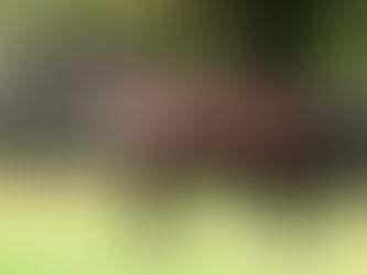 DARBY RACING LAUNCH A STALLION PROSPECT - A SNITZEL COLT WITH GERRY HARVEY