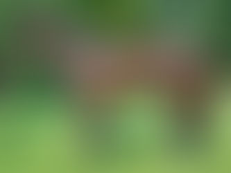 Written Tycoon's Ocean Emperor Prevails on Debut