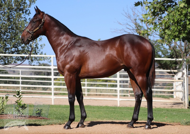 Darby Racing EXCEL at the 2019 Magic Millions Yearling sale
