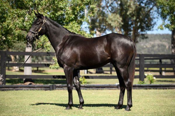 Another value purchase for Darby Racing who spent $48,000 to secure Midnight Dynamite with earnings currently over $730,000