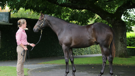 Two purchases on Day 1 of the NZB Karaka Yearling sale for Darby Racing
