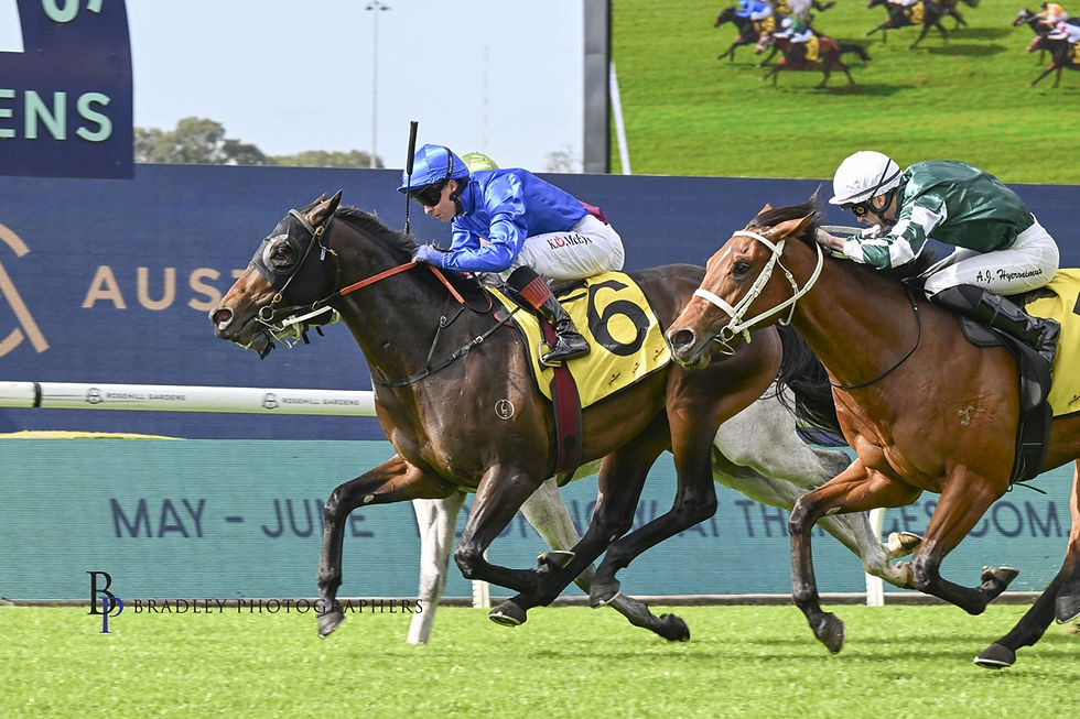 Zebra Finch winning at Rosehill - Photo courtesy of Bradley Photos