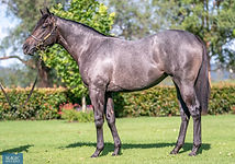 Lonhro x Ambereen1.jpg