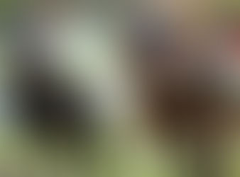 Golden Slipper may fit David Vandyke's Yankee Rose