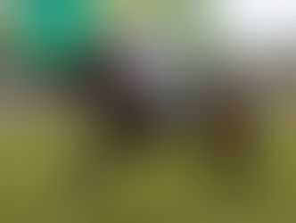 BURNING PASSION ON FIRE AT RANDWICK!