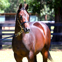 Deep Field x She's A Danica 2.JPG