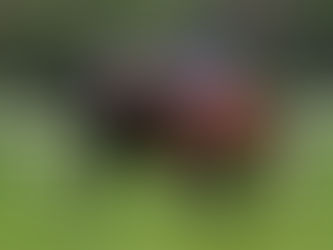 Darby Racing Secures 3 Promising European Staying Horses at Tattersalls Horses in Training Sale