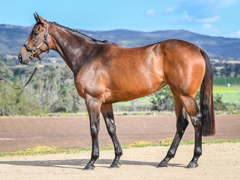 Celestial Falls Sold for $465,000 on Inglis Digital