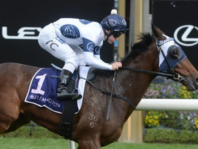 Celestial Falls set to make return at Randwick