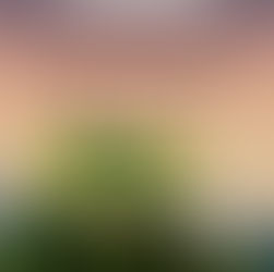 Knyga „Kai mano tėtis tapo krūmu“