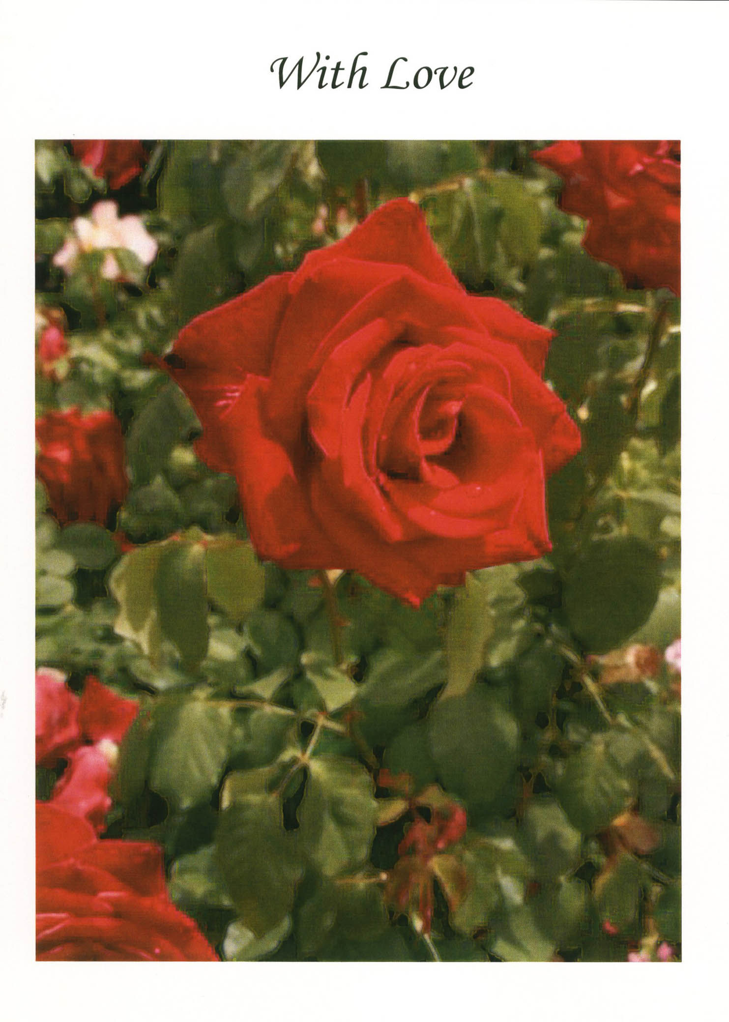 With Love - Rose-WL1