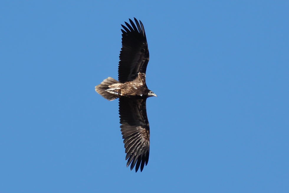 Le jeune vautour percnoptère photographié au sud de l'Espagne