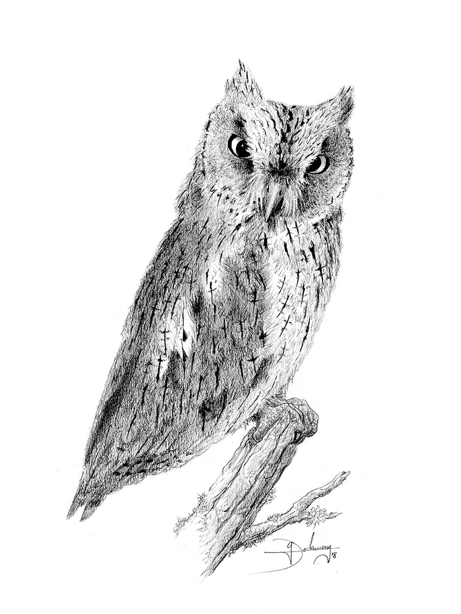 Petit duc scops