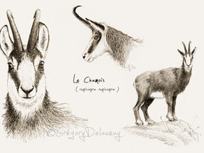 Reportage sur mon métier d'illustrateur