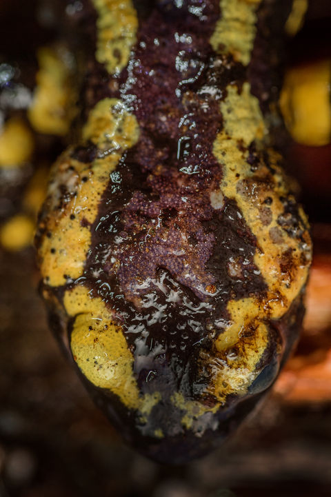 Bsal Batrachochytrium salamandrivorans
