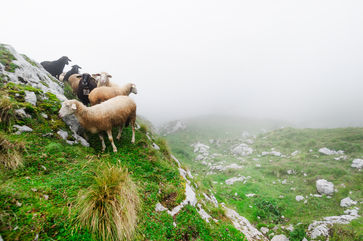 alpine pasture schafbeweidung beweidung mangart triglav triglavski