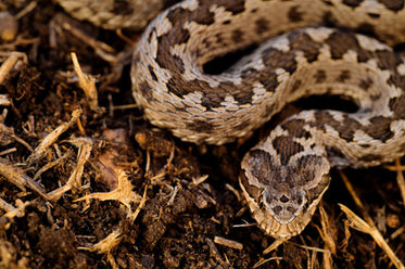 Vipera renardi shemakhensis steppenotter steppe viper eurasian steppe eurasische romania ukraine rumänien georgien asiatische biogeographie biogeography natura2000 rewilding europe iasi