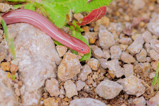 Xerotyphlops vermicularis blödauge mediteranean basin mittelmeerraum Biogeography biogeographie natura2000 kroatien spanien balkan montenegro italien croatia spain carst karst dunes dünen swamps swamp naturfotografie wildlife photography rewilding europe