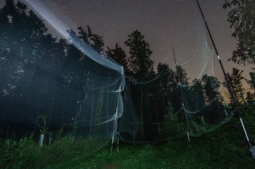 or potential sleeping places