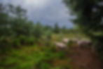 bog pasture