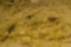 tadpoles of Hyla arborea