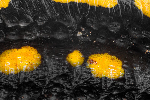 Bsal Batrachochytrium salamandrivorans