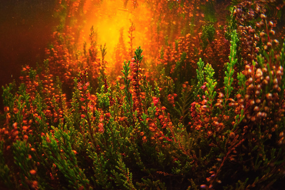 flood protection through bog