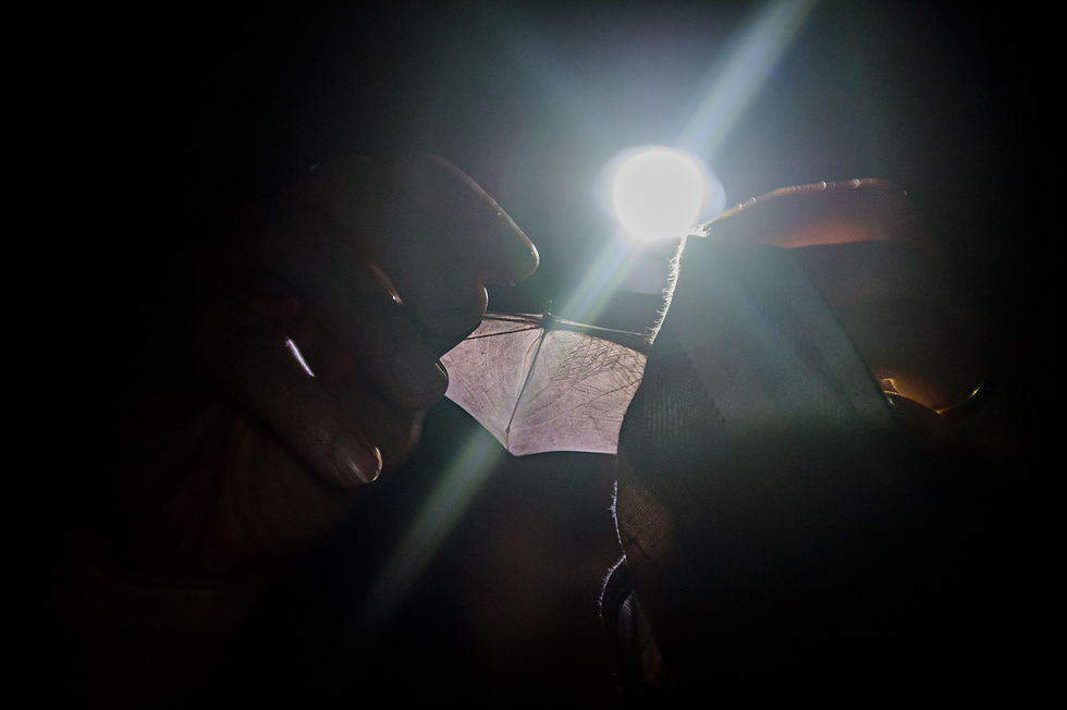 identifying the bat species