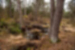 rescaped peat bog