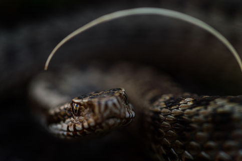 Vipera dinniki Georgia Great Caucasus kaukasusotter kaukasus georgien stepanzminda 