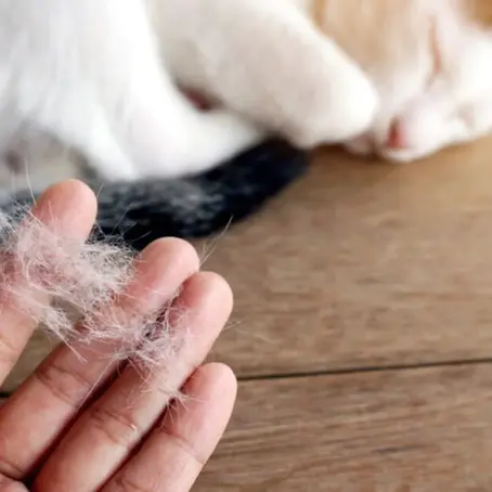 Kedilerde Tüy Dökülmesi: Nedenleri ve Çözüm Önerileri